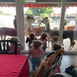 alpaca staden