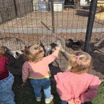 alpaca staden
