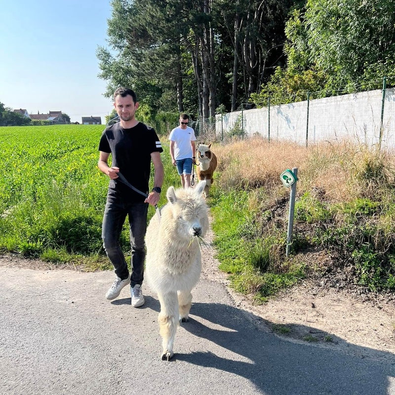 alpaca teambuilding staden