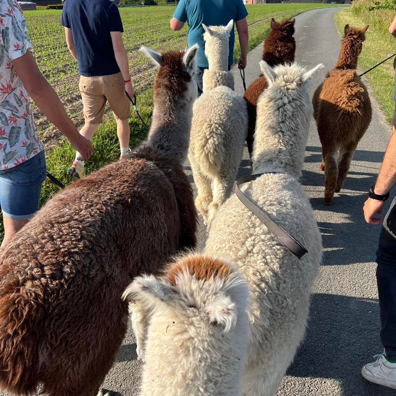 teambuilding alpaca staden