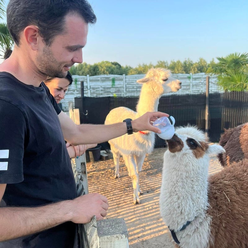 alpaca teambuilding staden