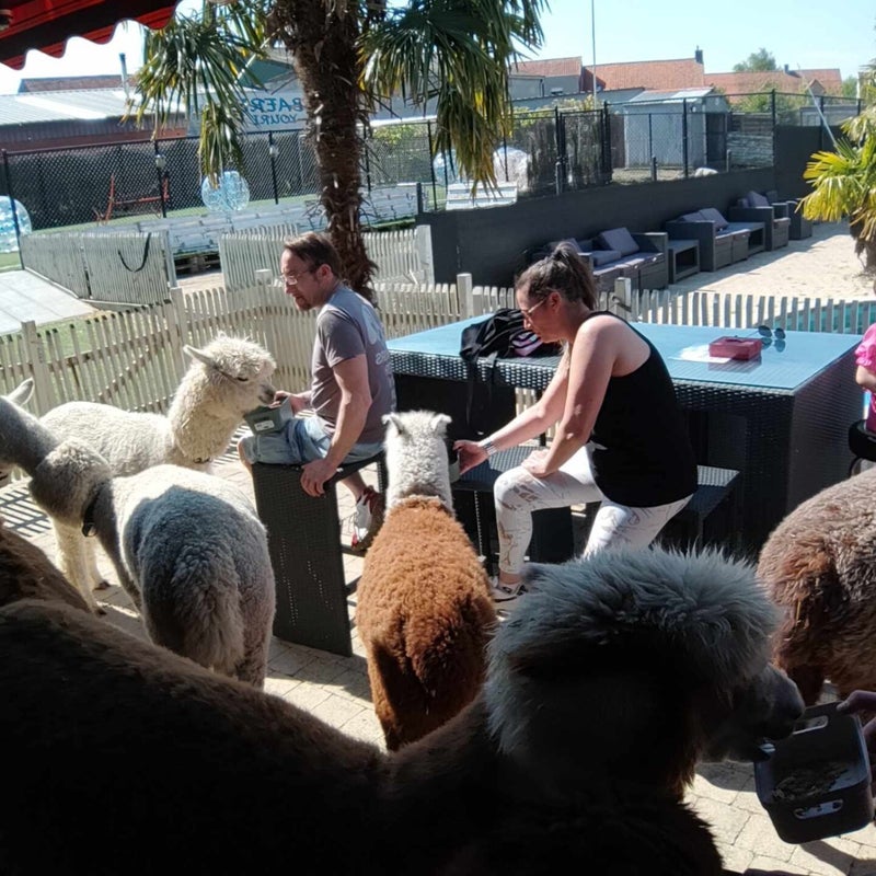 alpaca staden teambuilding