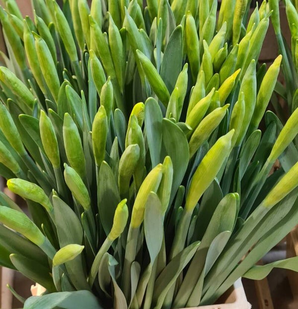 2 bossen Narcis Dutch Master