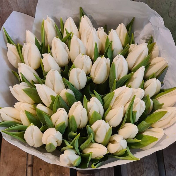 50 witte Tulpen
