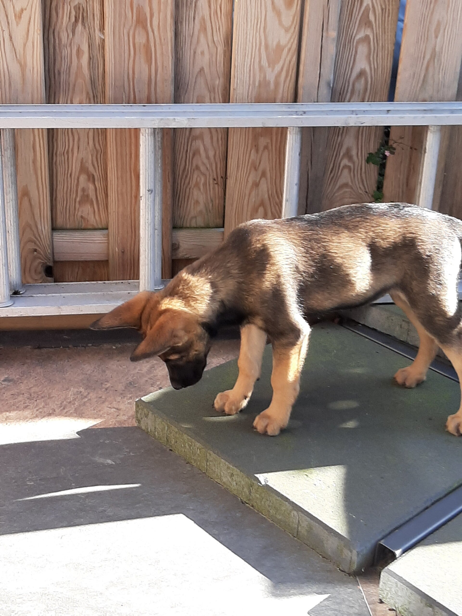Zo"kijkt met haar oren omhoog naar de grond