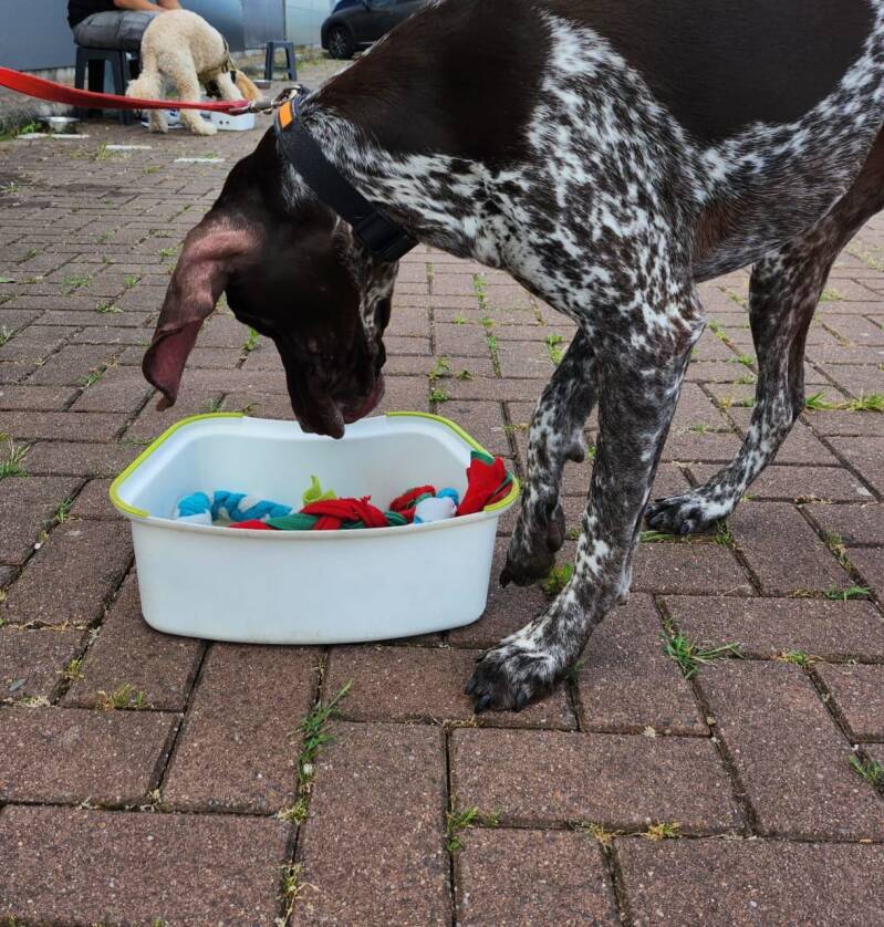 Hond kijkt naar bak met stofjes om te hersenwerken