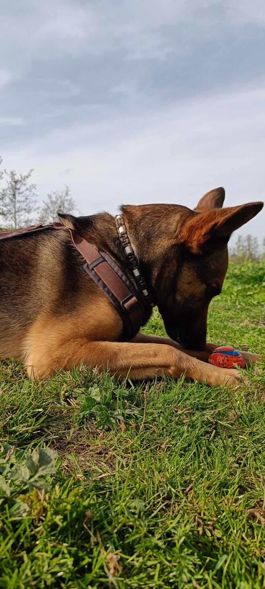 Zoë kijkt naar haar bal