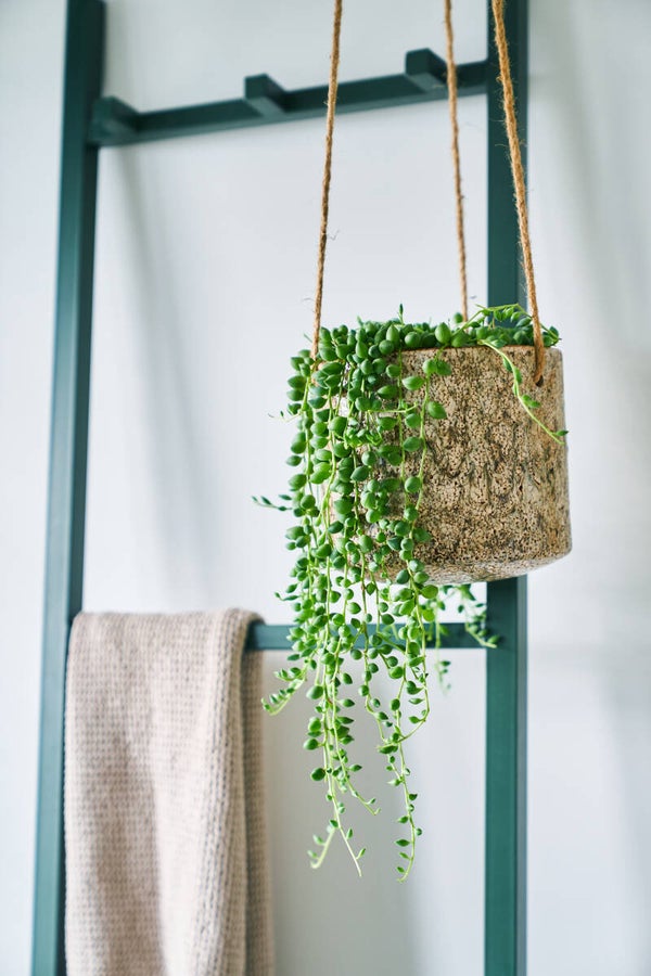 Groene plant - VIIII