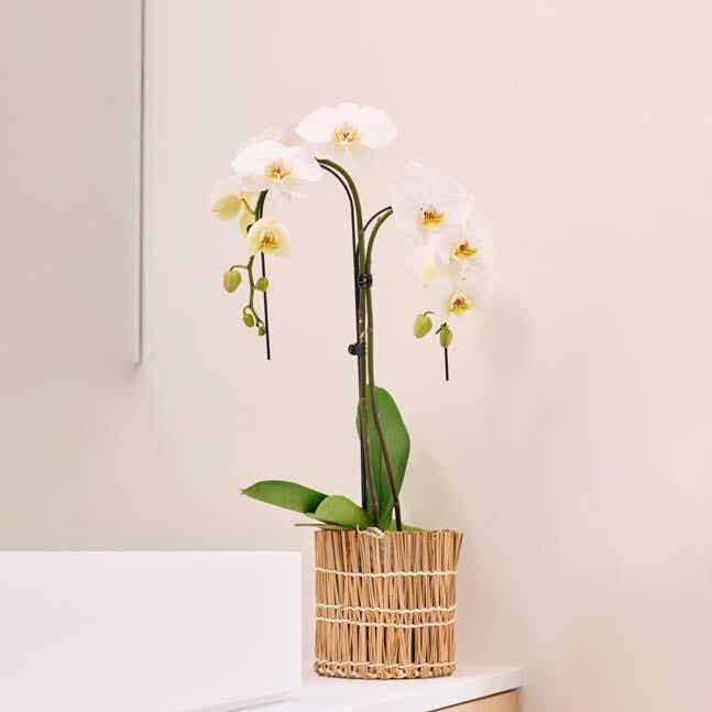 Witte orchidee met sierpot