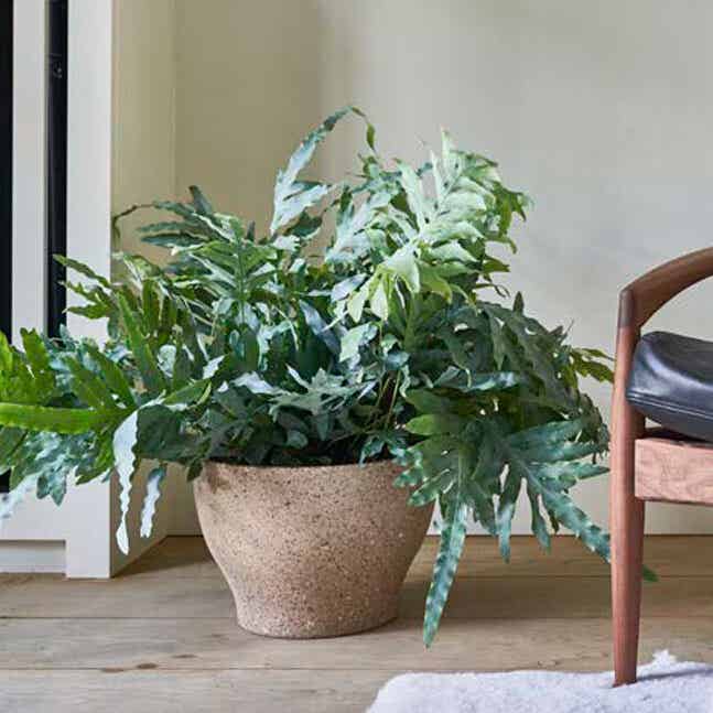 Groene plant - VI