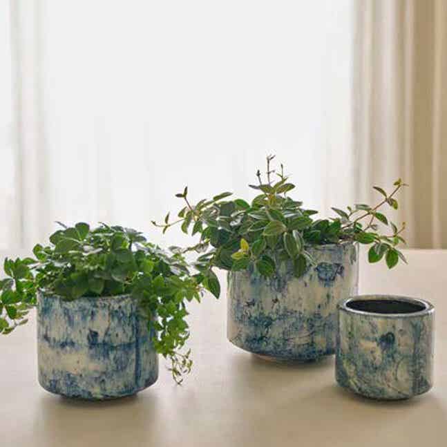 Groene plant - III