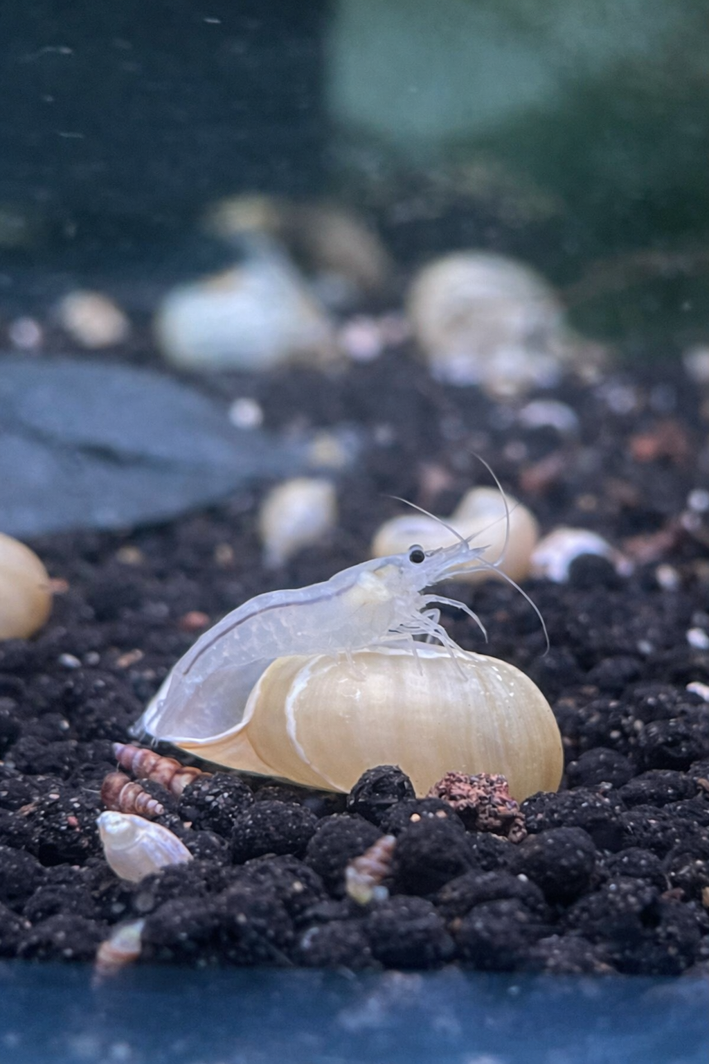 Snowball Cherry Shrimp
