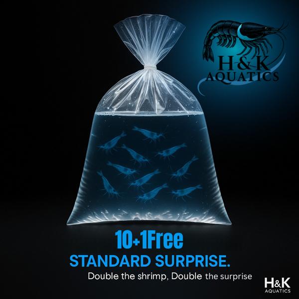Shrimpkeepers Surprise Bag Of 10