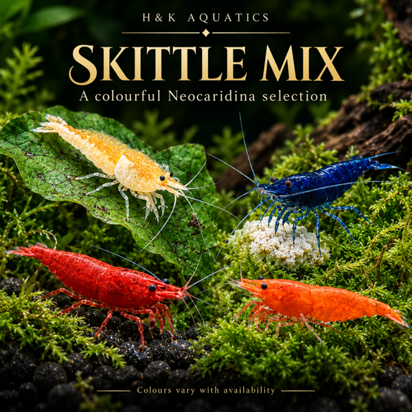 Skittle Mix (Red,Blue,Yellow,Orange)