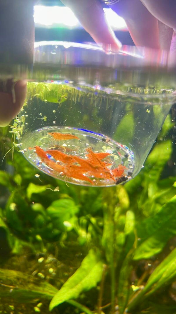 MINI ORANGE BUNDLE