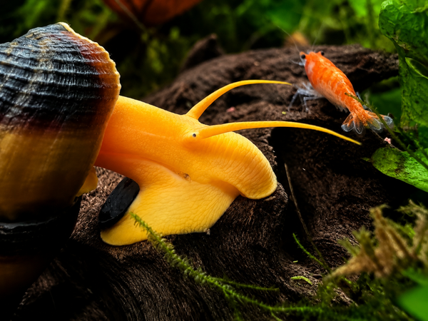 🐌 Looking for a Second Chance Home 🐌