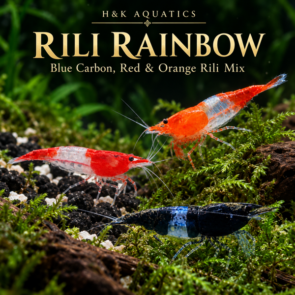 🌈 Our Rili Rainbow