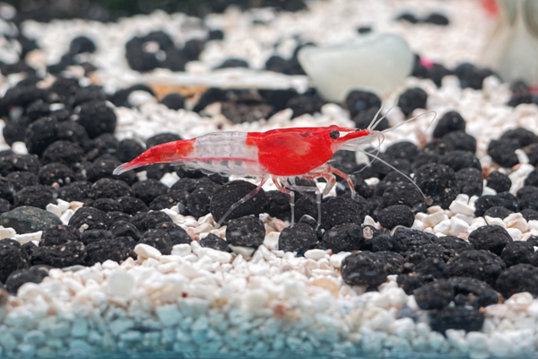 Red Rili Shrimp
