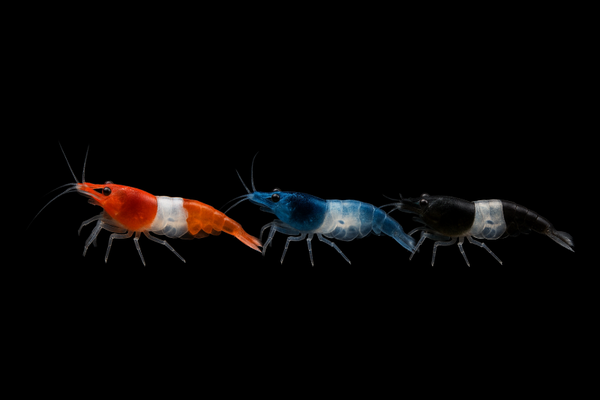 Rili Shrimp Mixed Grade Starter Pack
