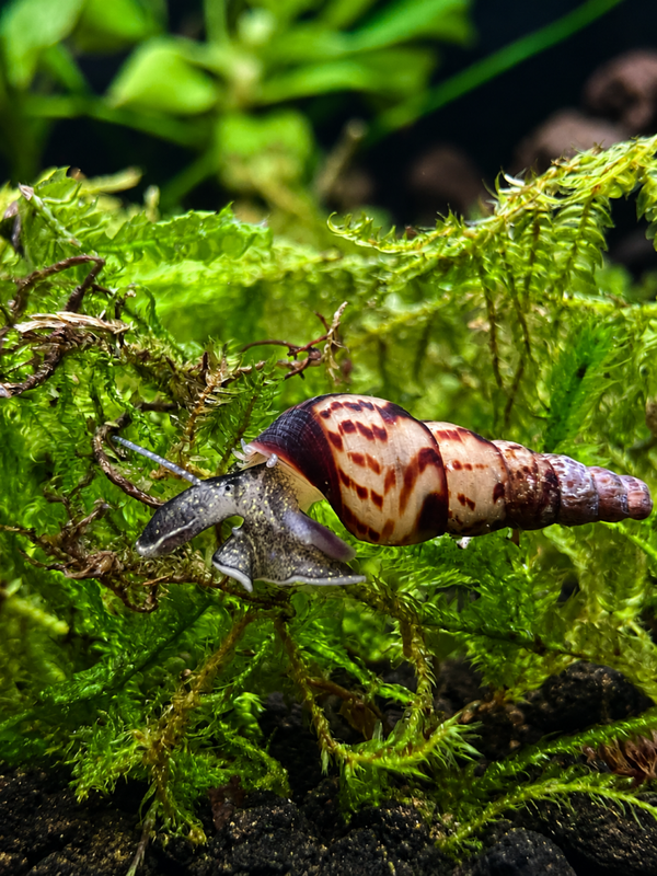 Malaysian Trumpet snails