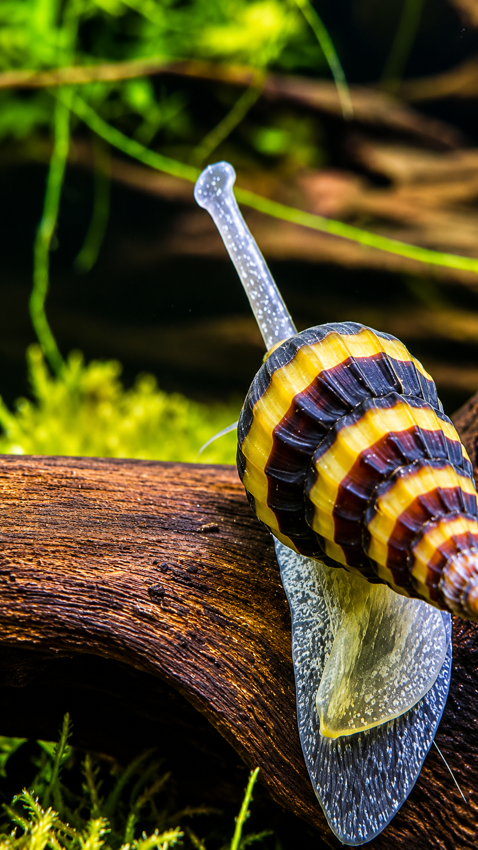 Assasin Snail