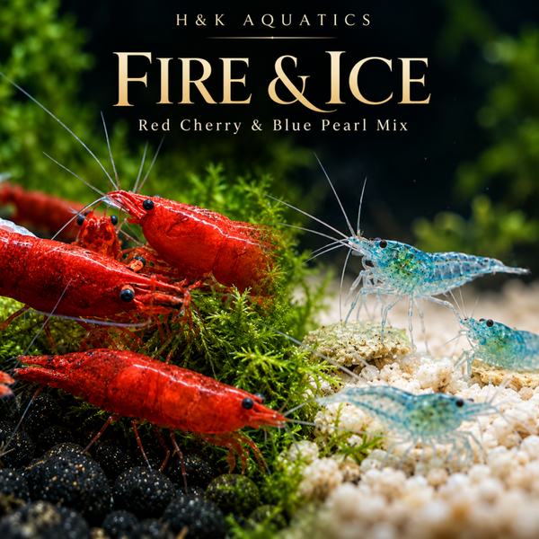 🔥 Fire & Ice ❄️