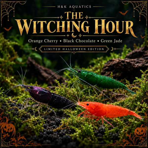 🎃 The Witching Hour — Limited-Edition Halloween Mix