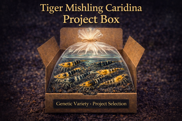 Tiger Mishling Project Box