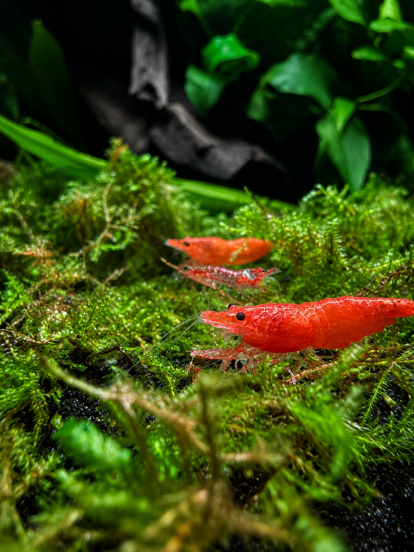 Orange Cherry Shrimp