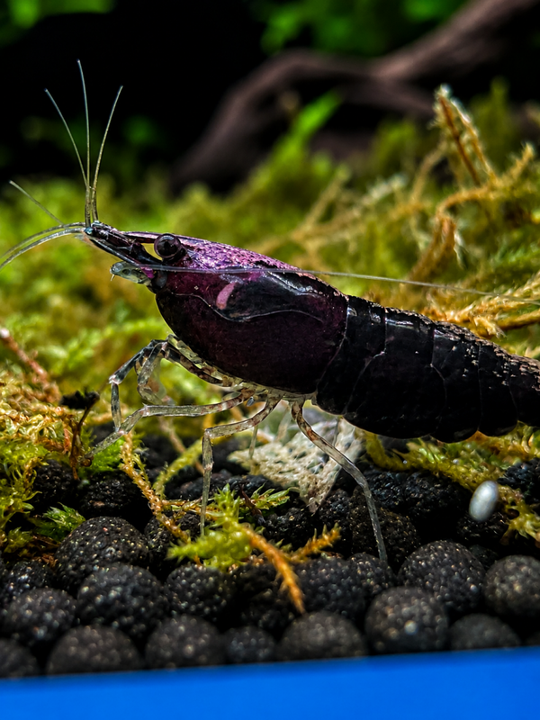 Black Chocolate Shrimp
