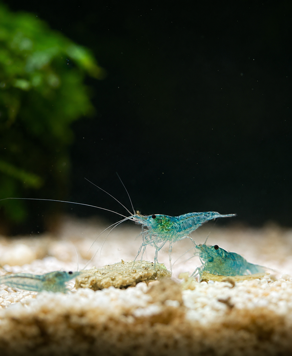 Blue Pearl Shrimp