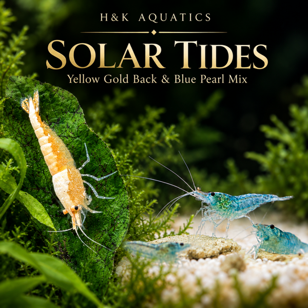 🌞 Solar Tides 🌊