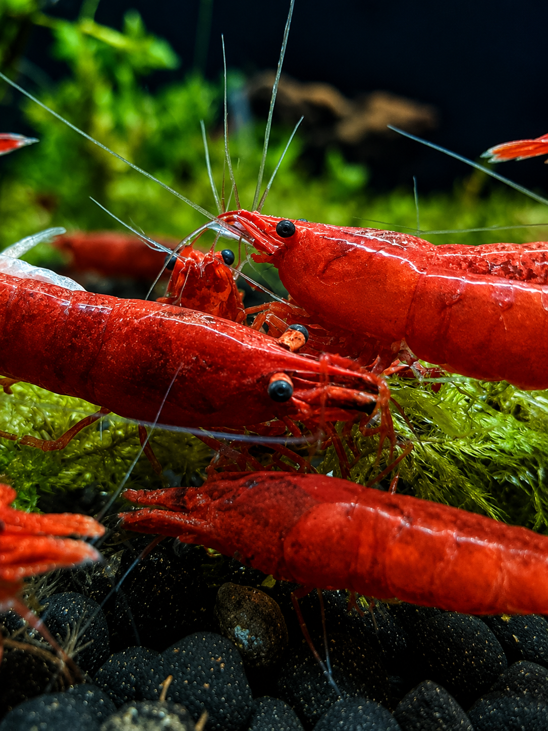 Red Cherry Shrimp