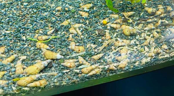 Malaysian Trumpet snails