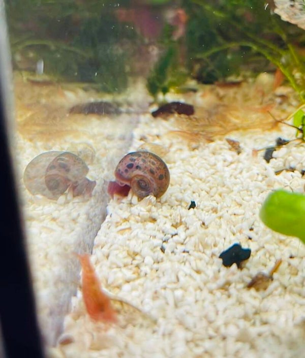 Bronze/Leopard Ramshorn Snail