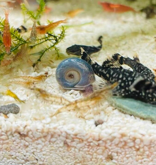 Blue/leopard Ramshorns
