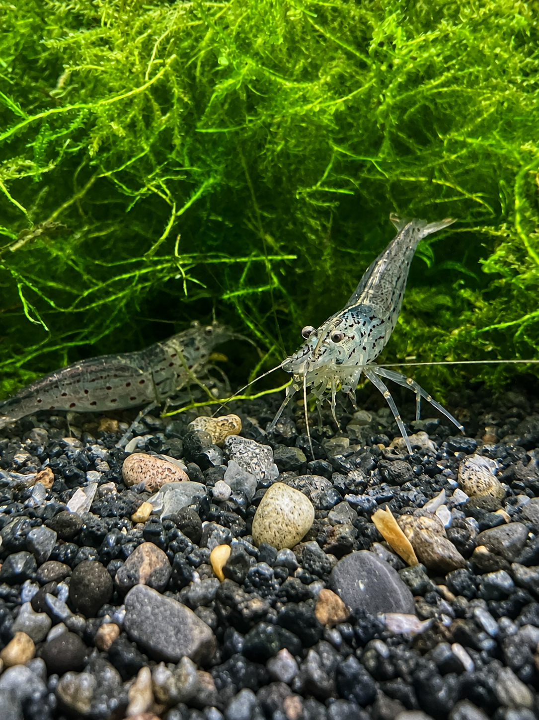 Amano