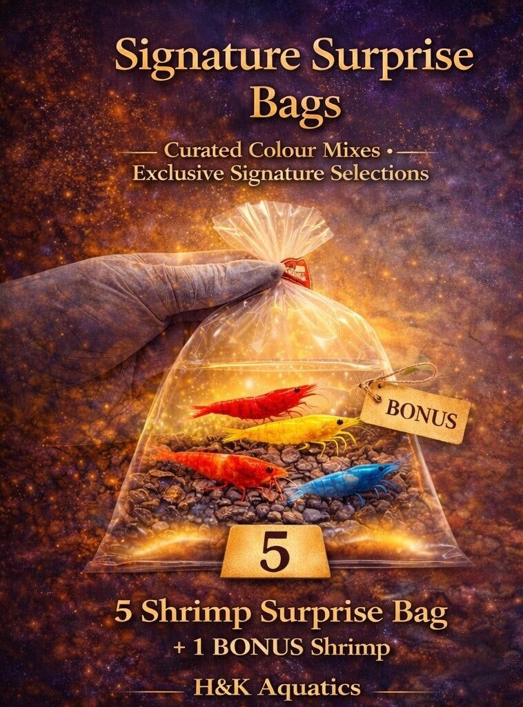 Signature Surprise Mini Bag of 5