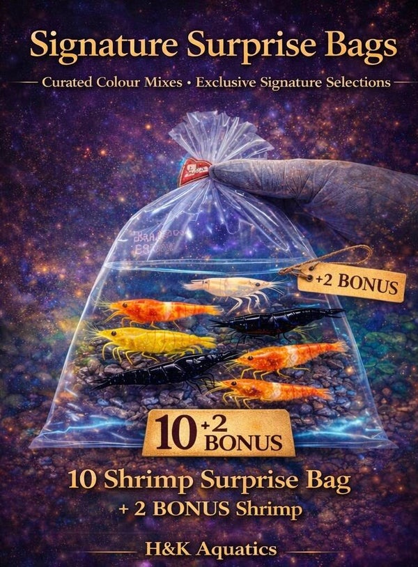 Signature Surprise Bag Of 10