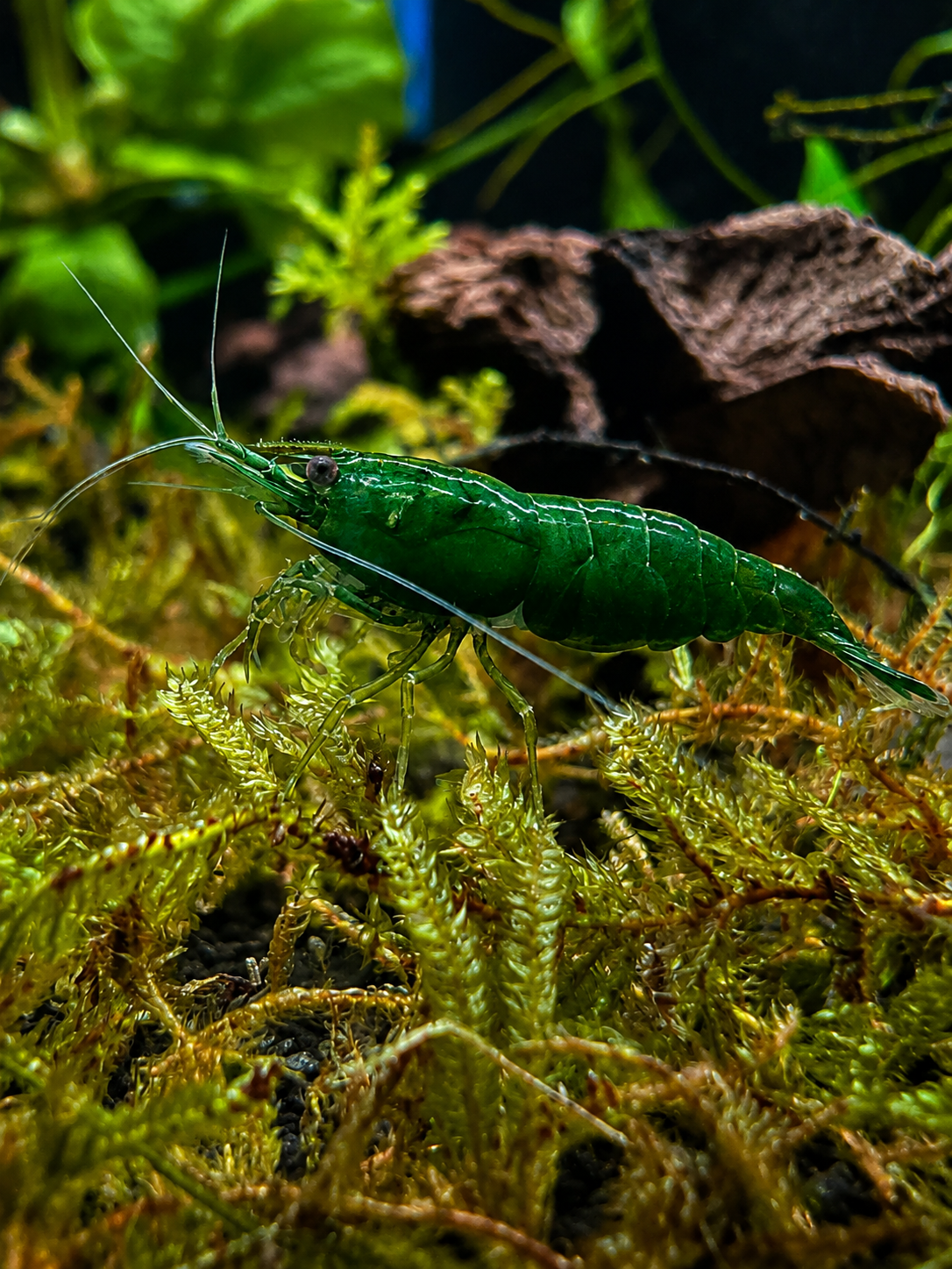 Green Jade Cherry