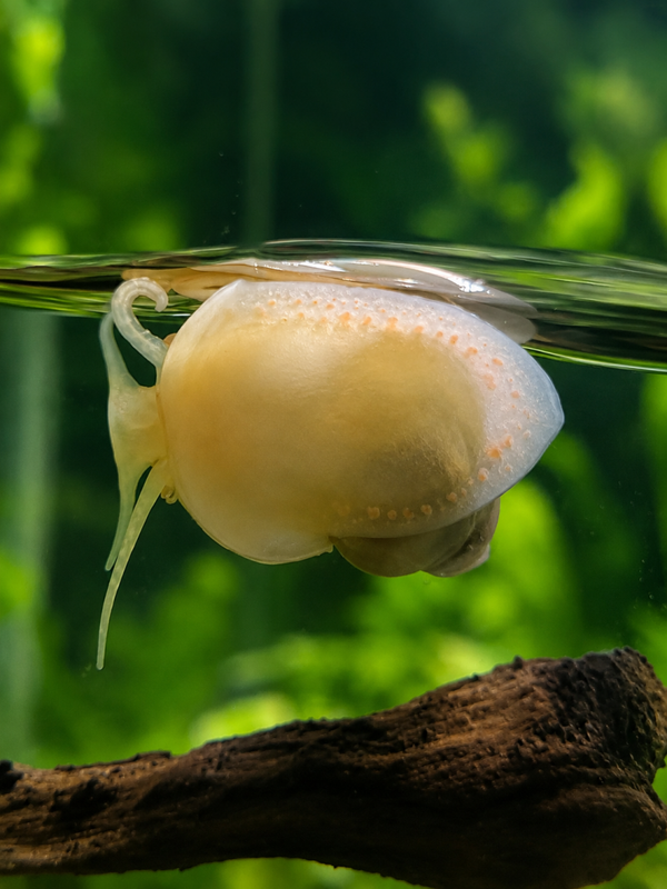 🐌 Ivory Mystery Snails – Pair – £11.99