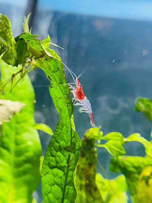 Red Rili Shrimp