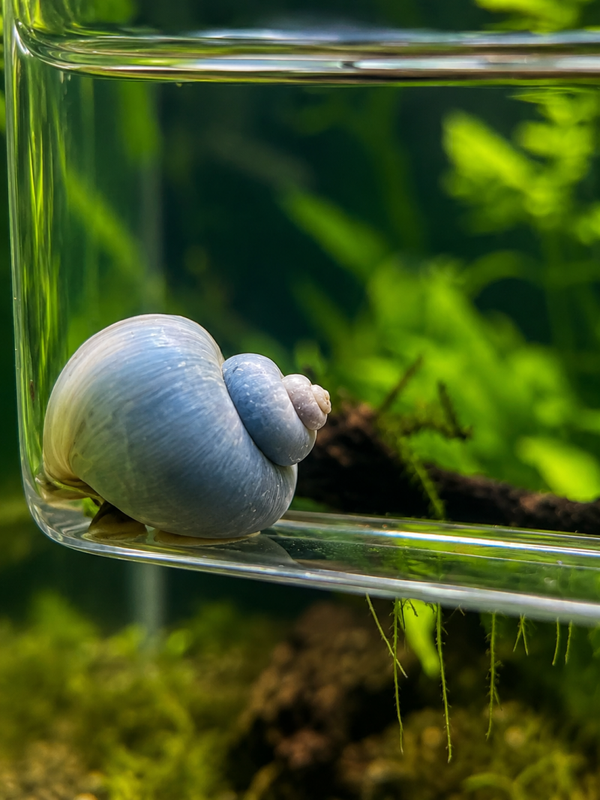 💙 Blue Mystery Snail – £7.99