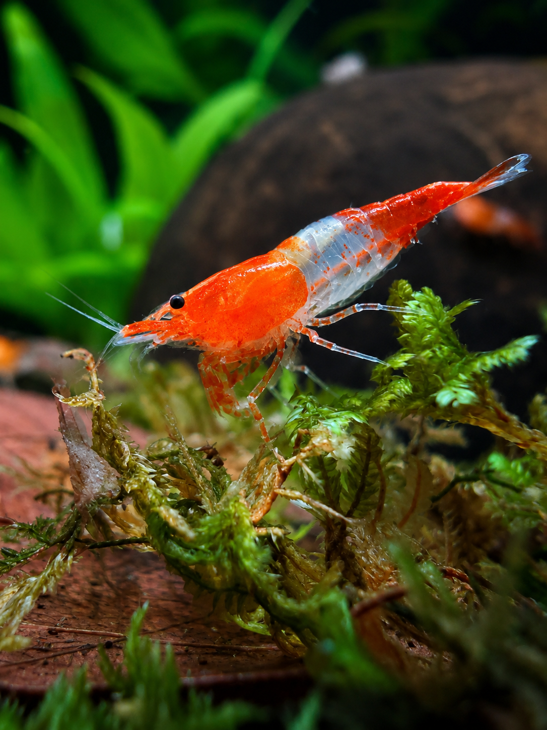 Orange Rili Shrimp