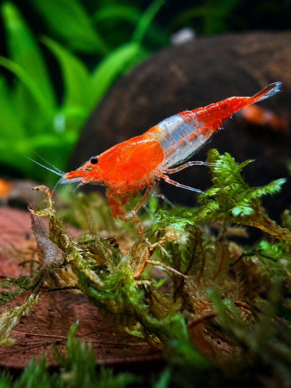 Orange Rili Shrimp