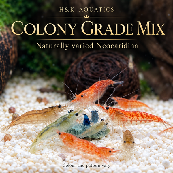 Mixed Colony Grades