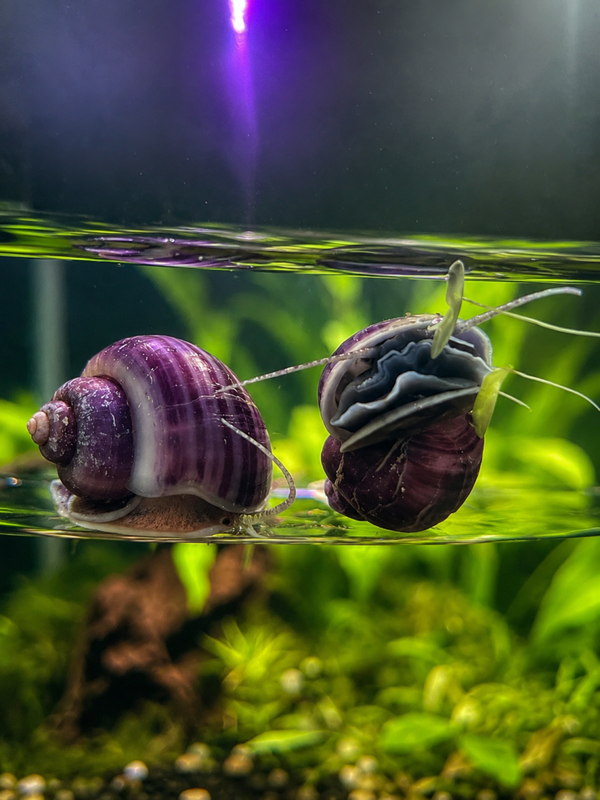 💜 Purple Mystery Snail Trio – £22.99