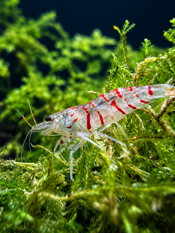 Red Tiger Caridina