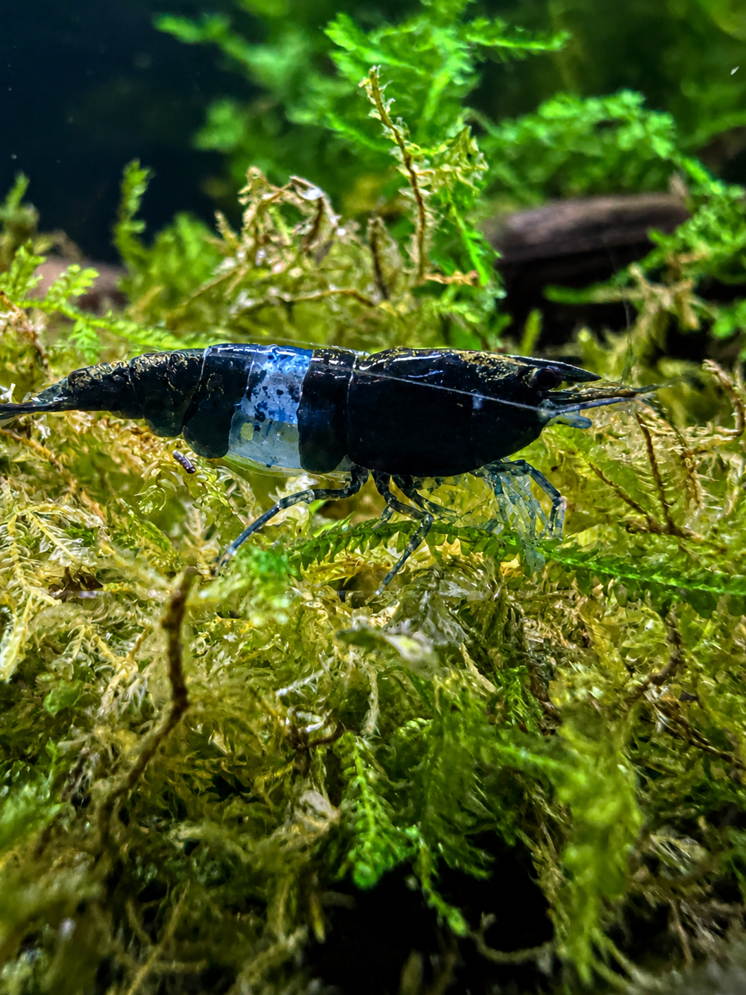 Blue Carbon Rili Shrimp