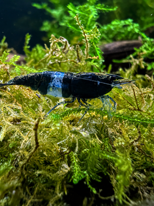 Blue Carbon Rili Shrimp
